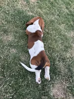 Sage, a female Basset Hound for sale in Omak, WA – 1 of 10