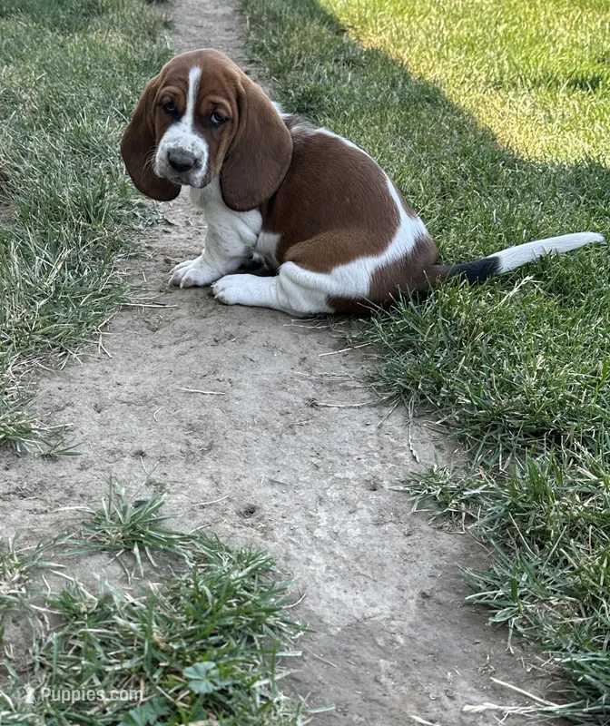 Nutmeg – Basset Hound puppy for sale in Omak, WA