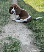 Nutmeg, a female Basset Hound for sale in Omak, WA – 6 of 10
