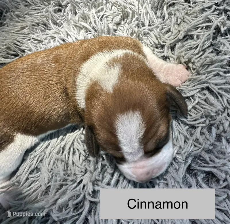 Cinnamon  – Basset Hound puppy for sale in Omak, WA