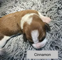 Cinnamon , a female Basset Hound for sale in Omak, WA – 1 of 2