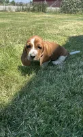 Ginger, a female Basset Hound for sale in Omak, WA – 7 of 10