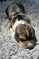 Sumac, a male Basset Hound for sale in Omak, WA – 2 of 2