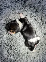 Anise, a female Basset Hound for sale in Omak, WA – 2 of 2