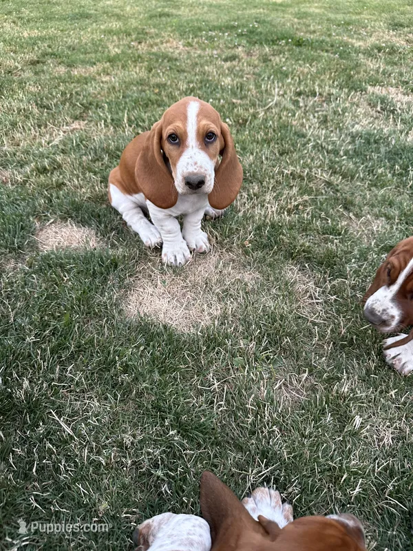 Cinnamon  – Basset Hound puppy for sale in Omak, WA