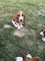 Cinnamon , a female Basset Hound for sale in Omak, WA – 1 of 10