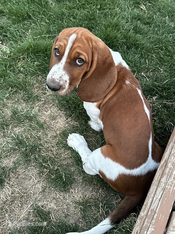 Nutmeg – Basset Hound puppy for sale in Omak, WA