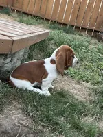 Nutmeg, a female Basset Hound for sale in Omak, WA – 2 of 10