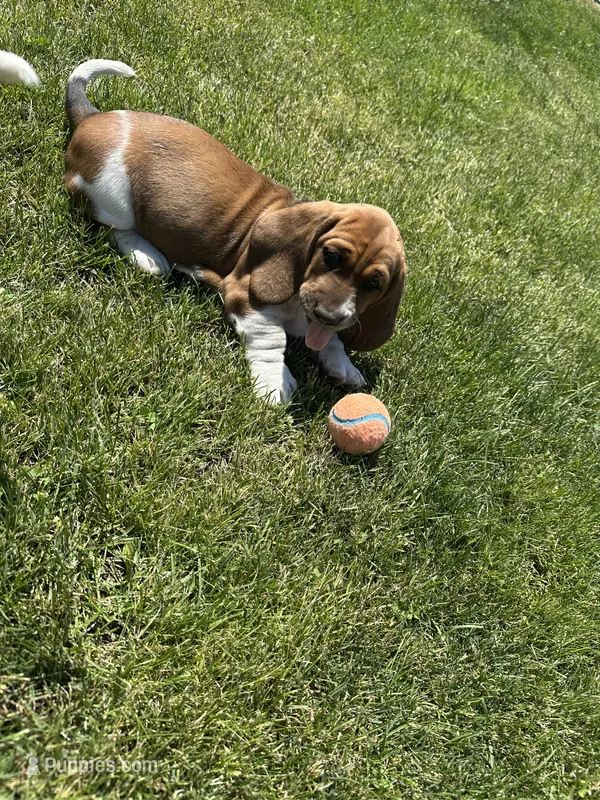 Pepper – Basset Hound puppy for sale in Omak, WA