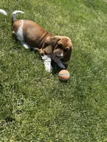 Pepper, a female Basset Hound for sale in Omak, WA – 6 of 10