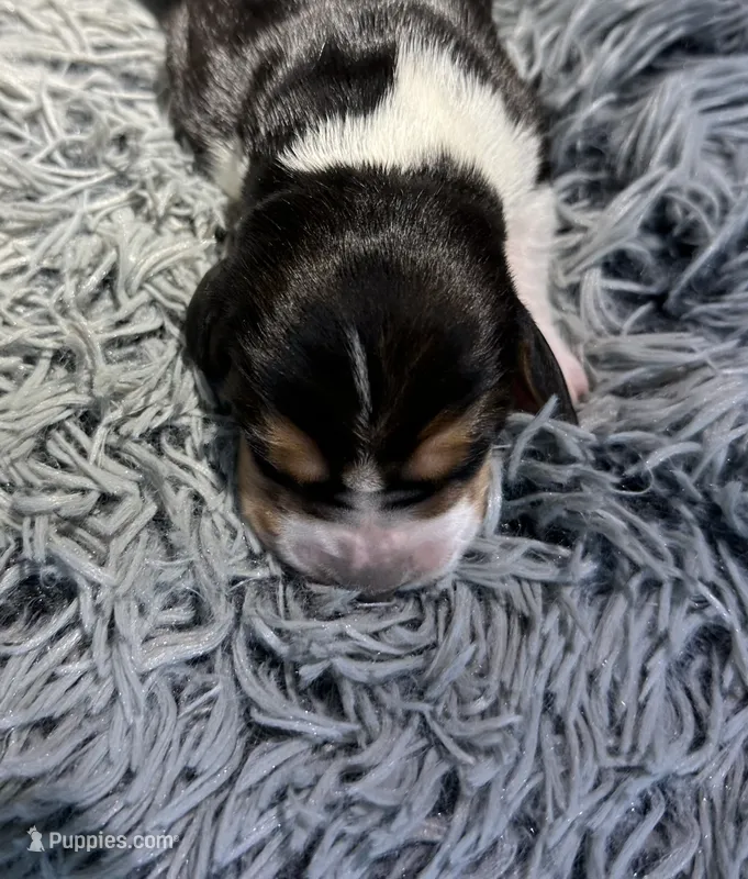 Anise – Basset Hound puppy for sale in Omak, WA