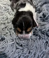 Anise, a female Basset Hound for sale in Omak, WA – 1 of 2