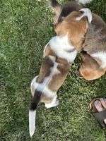Nutmeg, a female Basset Hound for sale in Omak, WA – 10 of 10