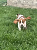 Sage, a female Basset Hound for sale in Omak, WA – 3 of 10