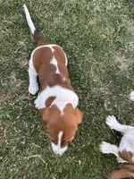 Nutmeg, a female Basset Hound for sale in Omak, WA – 5 of 10