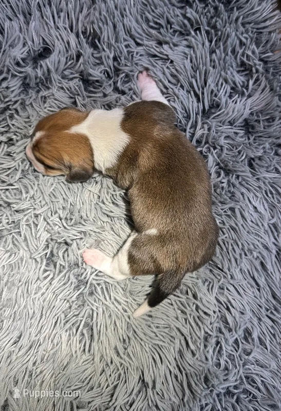Adobo – Basset Hound puppy for sale in Omak, WA