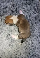 Adobo, a male Basset Hound for sale in Omak, WA – 1 of 2