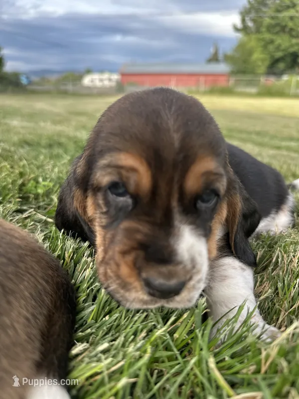Rosemary, a female Basset Hound for sale in Omak, WA – 1 of 7