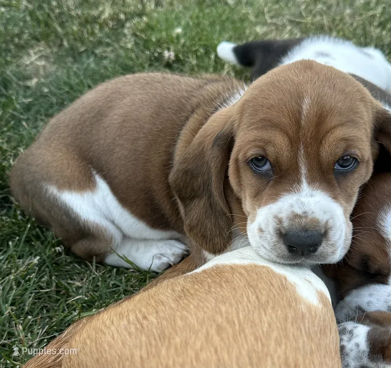 Adobo – Basset Hound puppy for sale in Omak, WA