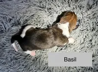 Basil, a male Basset Hound for sale in Omak, WA – 2 of 2