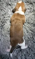 Cinnamon , a female Basset Hound for sale in Omak, WA – 2 of 2