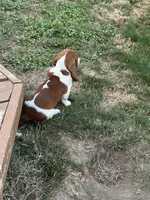 Nutmeg, a female Basset Hound for sale in Omak, WA – 4 of 10