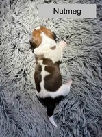 Nutmeg, a female Basset Hound for sale in Omak, WA – 2 of 2
