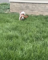 Sage, a female Basset Hound for sale in Omak, WA – 5 of 10