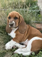 Pepper, a female Basset Hound for sale in Omak, WA – 1 of 10