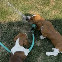 Ginger, a female Basset Hound for sale in Omak, WA – 2 of 10