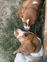 Ginger, a female Basset Hound for sale in Omak, WA – 6 of 10