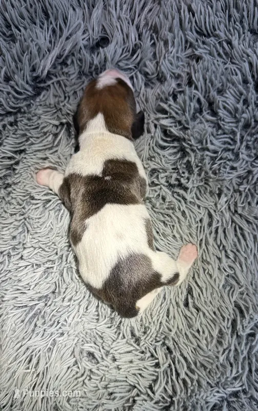 Sage – Basset Hound puppy for sale in Omak, WA