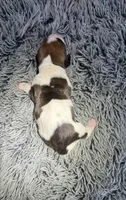 Sage, a female Basset Hound for sale in Omak, WA – 1 of 2