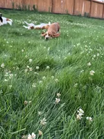 Ginger, a female Basset Hound for sale in Omak, WA – 4 of 10