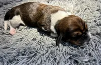 Basil, a male Basset Hound for sale in Omak, WA – 1 of 2