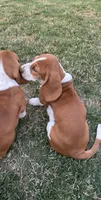 Cinnamon , a female Basset Hound for sale in Omak, WA – 5 of 10