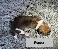 Pepper, a female Basset Hound for sale in Omak, WA – 1 of 2