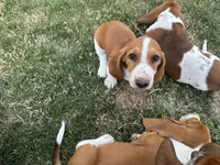 Cinnamon , a female Basset Hound for sale in Omak, WA – 4 of 10