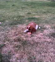 Ginger, a female Basset Hound for sale in Omak, WA – 9 of 10