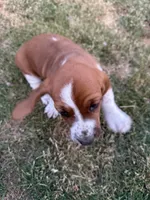 Ginger, a female Basset Hound for sale in Omak, WA – 10 of 10