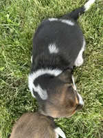 Rosemary, a female Basset Hound for sale in Omak, WA – 3 of 7