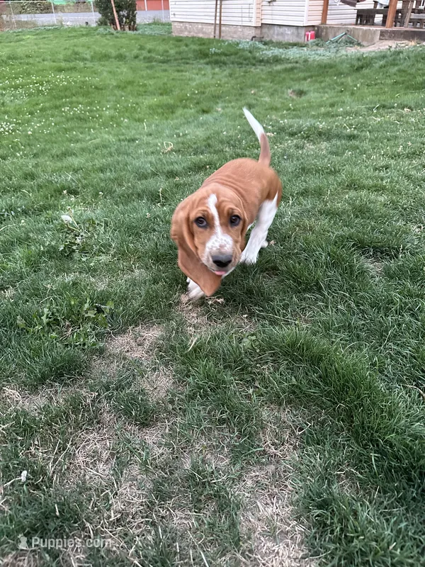 Ginger – Basset Hound puppy for sale in Omak, WA