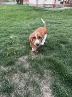 Ginger, a female Basset Hound for sale in Omak, WA – 2 of 10