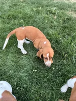Ginger, a female Basset Hound for sale in Omak, WA – 7 of 10