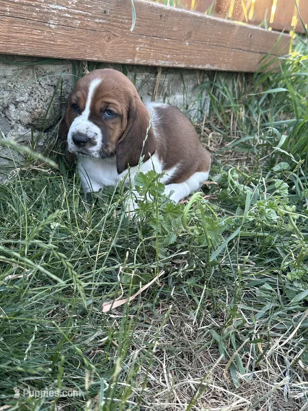 Nutmeg – Basset Hound puppy for sale in Omak, WA