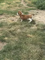 Cinnamon , a female Basset Hound for sale in Omak, WA – 10 of 10