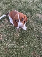 Nutmeg, a female Basset Hound for sale in Omak, WA – 1 of 10