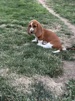 Ginger, a female Basset Hound for sale in Omak, WA – 10 of 10