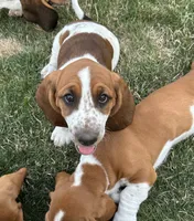 Sage, a female Basset Hound for sale in Omak, WA – 3 of 10