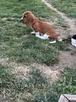 Ginger, a female Basset Hound for sale in Omak, WA – 9 of 10